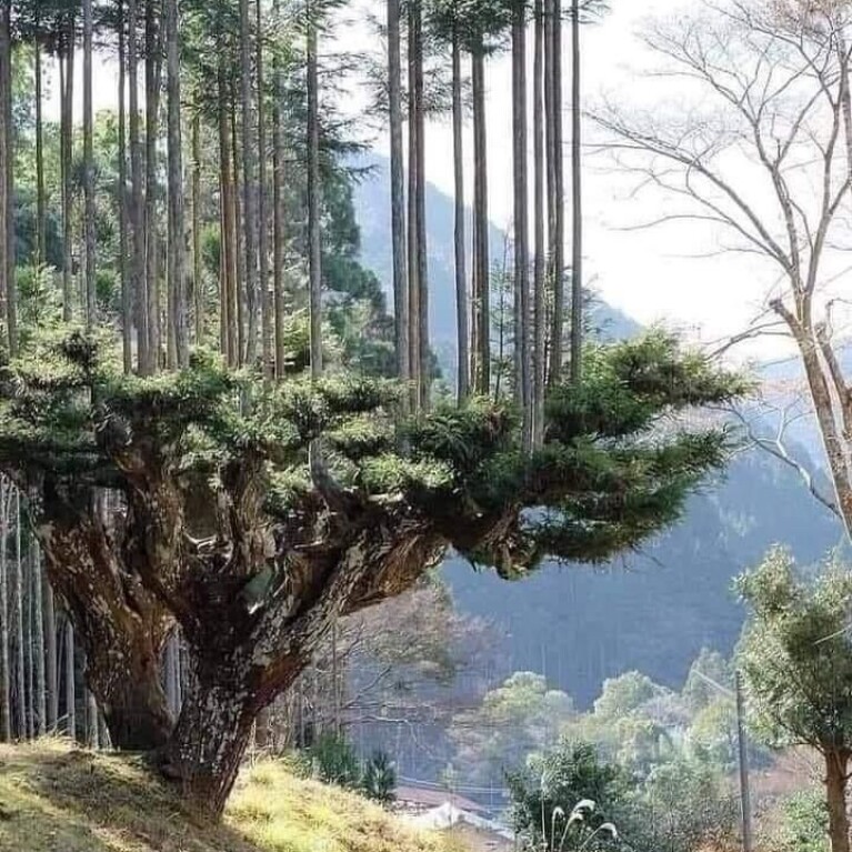 Japanse bosbouwtechniek prachtig voor de bouw