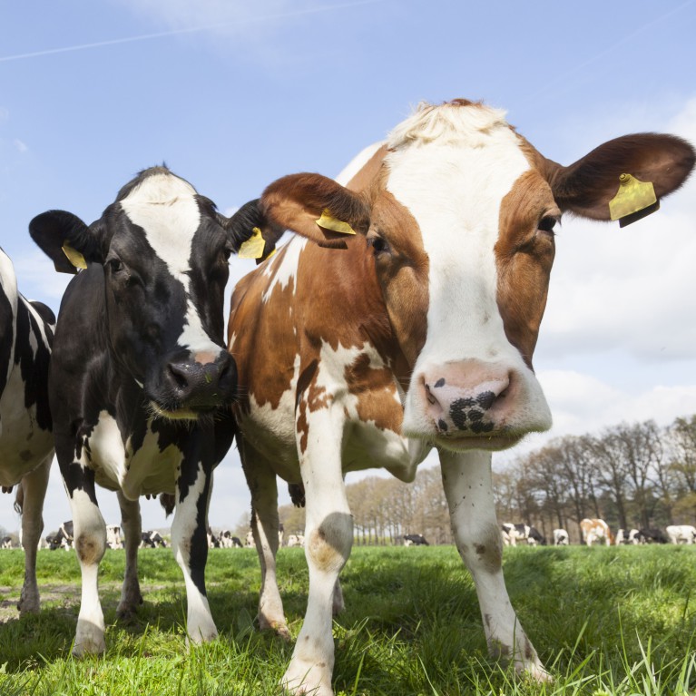 Dutch barn, werkt natuurlijk!